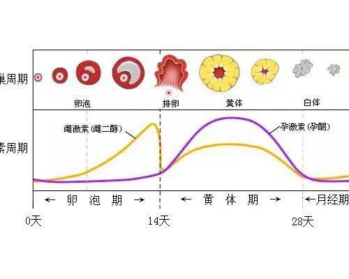 <b>武汉试管代怀生女,武汉正规*医院*殖科排名2026*试管详细流程分享</b>